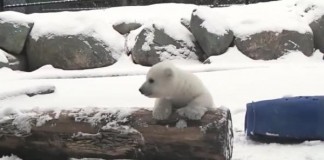 Toronto Polar Bear