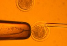 Modify Human Embryos