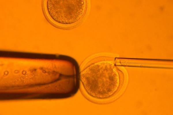 Modify Human Embryos