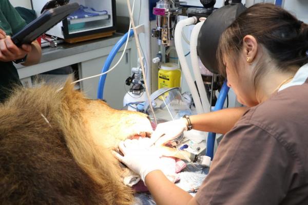 Veterinarians-pull-tooth-from-408-pound-lion-in-Australia