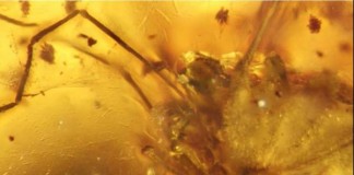 Amber-Preserved Arachnid Penis