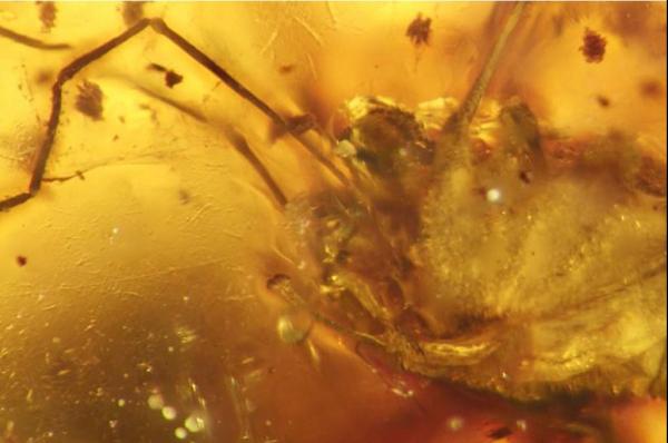 Amber-Preserved Arachnid Penis