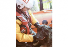 Missing Dog Rescued