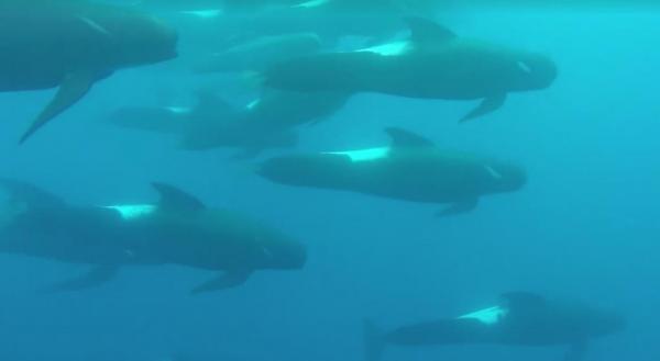 Pod Of Pilot Whales