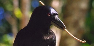 Caledonian Crow