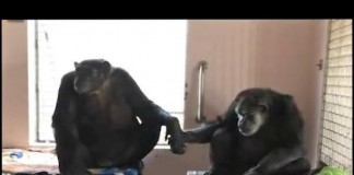 Chimpanzee Holds