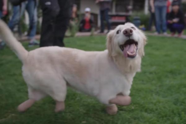 Dog Rescued From South Korean Meat Trade