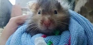 Dying-hamster-sets-out-to-complete-bucket-list