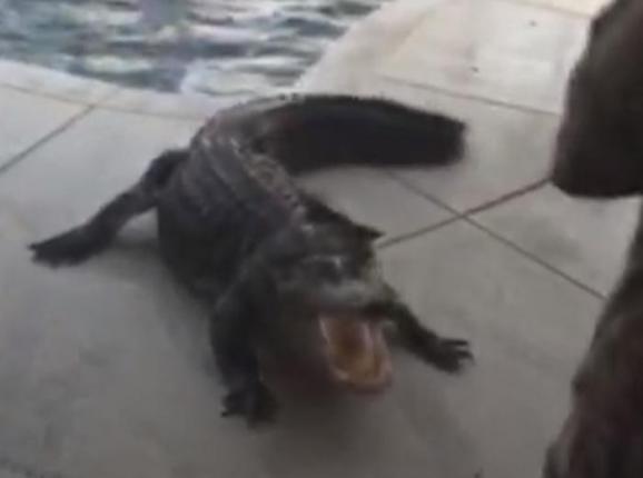 Gator In Pool