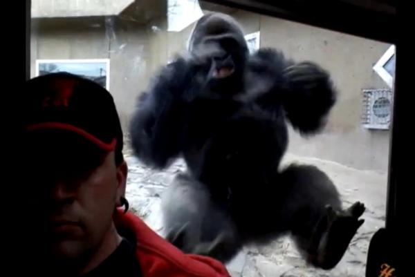 Gorilla-disapproves-of-selfie-taking-man-charges-glass-wall
