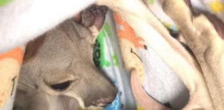 Orphaned Kangaroo