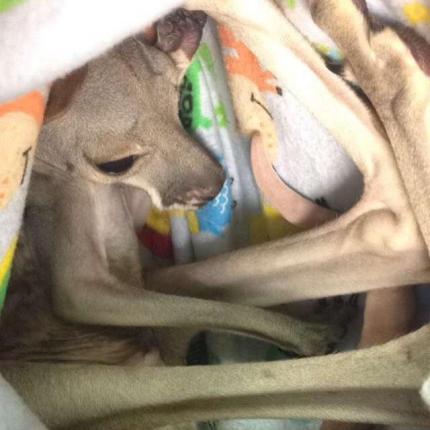 Orphaned Kangaroo