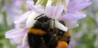 Pesticides Affect Bees
