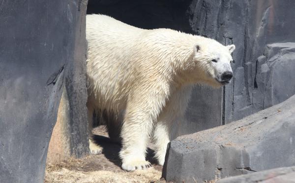 Polar Bear Escapes