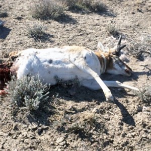 This buck is believed to have been poached between March 12 and March 19, 2016, north of Wellington, Utah, on the Old Wellington Road. Photo: Utah Department of Wildlife Resources