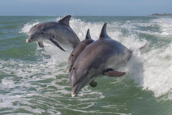 Dolphin Stampede in Southern California