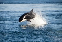 SeaWorld Stops Orca Breeding