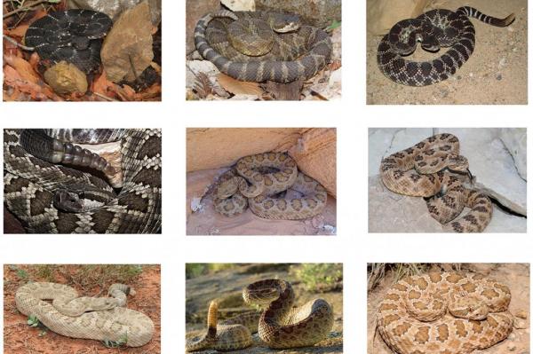 New Rattlesnake Species