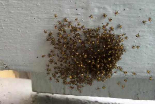 Cluster Of Spiders