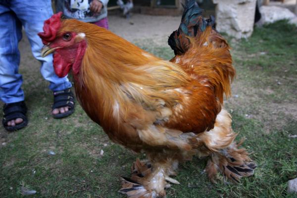 Tennessee Police Wrangle Chicken