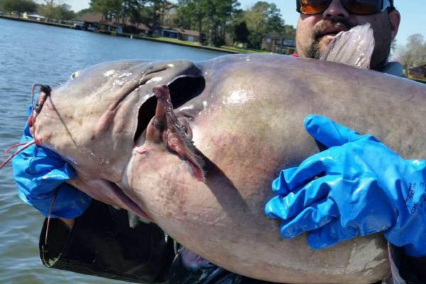 Texas-wildlife-officials-catch-estimated-60-plus-pound-catfish