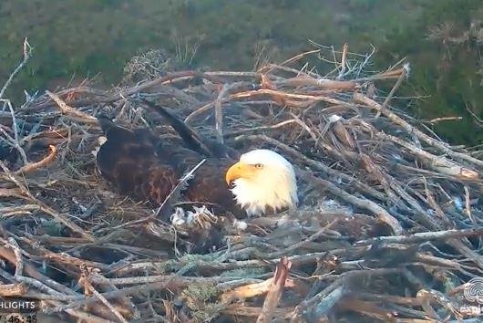 Bald Eagle Chicks Hatching