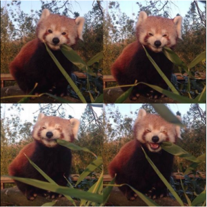 Red panda. Source: Facebook