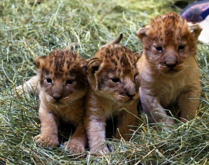 Lion Cubs Born
