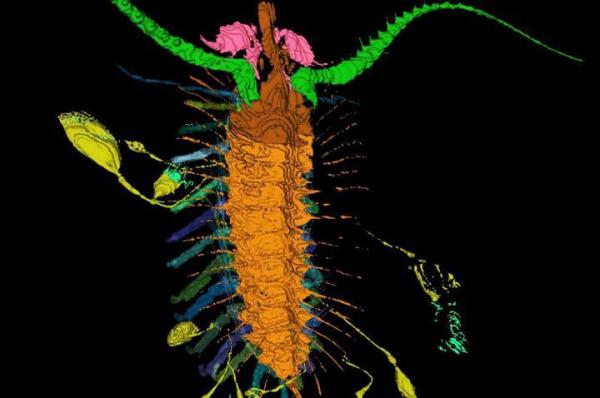 Ancient-Kite-Runner-arthropod-tethered-offspring-to-its-body