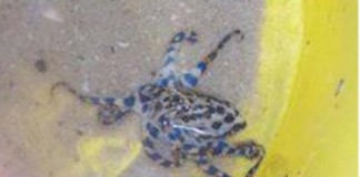 Children-find-deadly-octopus-inside-tennis-ball-in-Australia
