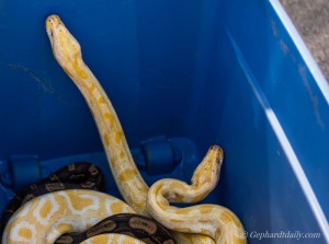 Jim Dix, of Utah Reptile Rescue, took snakes involved in a West Valley City house fire to get checked out at a veterinarian. Photo: Gephardt Daily