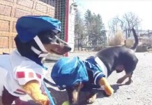 Dachshunds-face-off-in-driveway-hockey-game