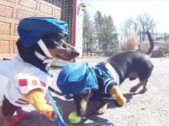 Dachshunds-face-off-in-driveway-hockey-game