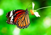 Dearth-of-milkweed-not-the-monarch-butterflys-main-threat