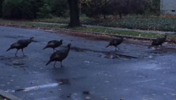Gangster-turkeys-destroy-property-intimidate-residents-in-New-Jersey-town