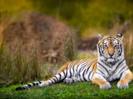 Global-tiger-population-rises-for-first-time-in-a-century