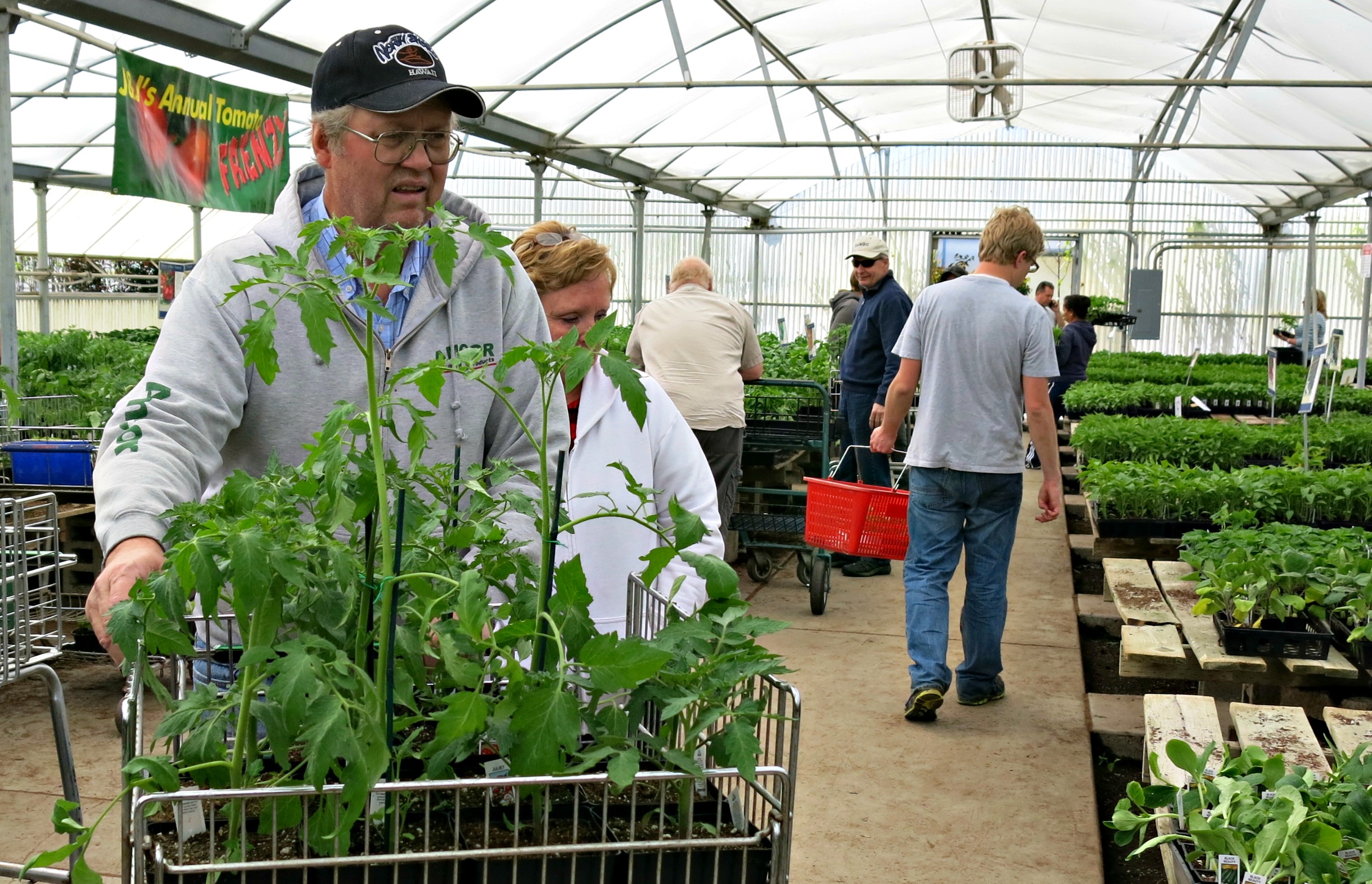The planting season for unprotected tomatoes, considered a very tender plant, is several weeks away. Photo: Gephardt Daily