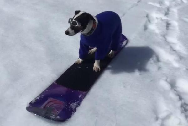Jack-Russell-terrier-shreds-Nevada-mountain-on-a-snowboard