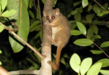 Madagascar-yields-three-new-primate-species