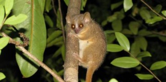 Madagascar-yields-three-new-primate-species