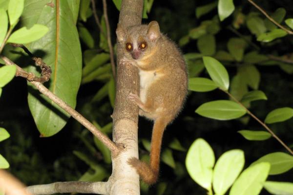 Madagascar-yields-three-new-primate-species