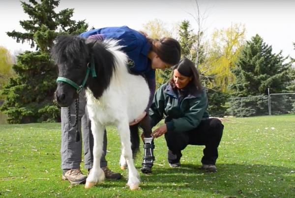 Miniature-horse-gets-prosthetic-leg-after-dog-attack