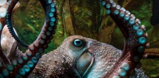 Octopus-escapes-New-Zealand-aquarium-through-a-drain-hole