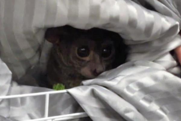 Police-Oregon-pet-store-owner-tipped-prostitute-with-bushbaby