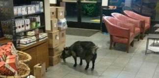 Police-Runaway-goat-sought-caffeine-fix-at-Starbucks