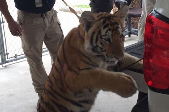 Police-seek-owner-of-loose-tiger-found-wandering-Texas-city