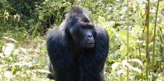 Primate-populations-suffer-as-a-result-of-Congolese-warfare