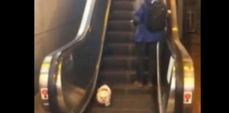 Puppy-confused-by-failure-to-walk-away-from-escalator