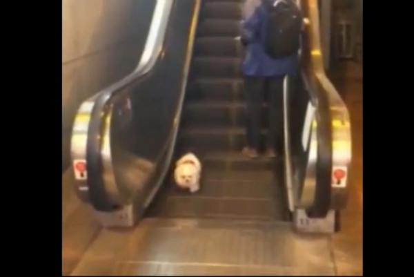 Puppy-confused-by-failure-to-walk-away-from-escalator