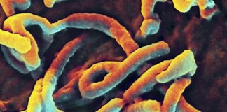 Second-Ebola-case-confirmed-in-Liberia